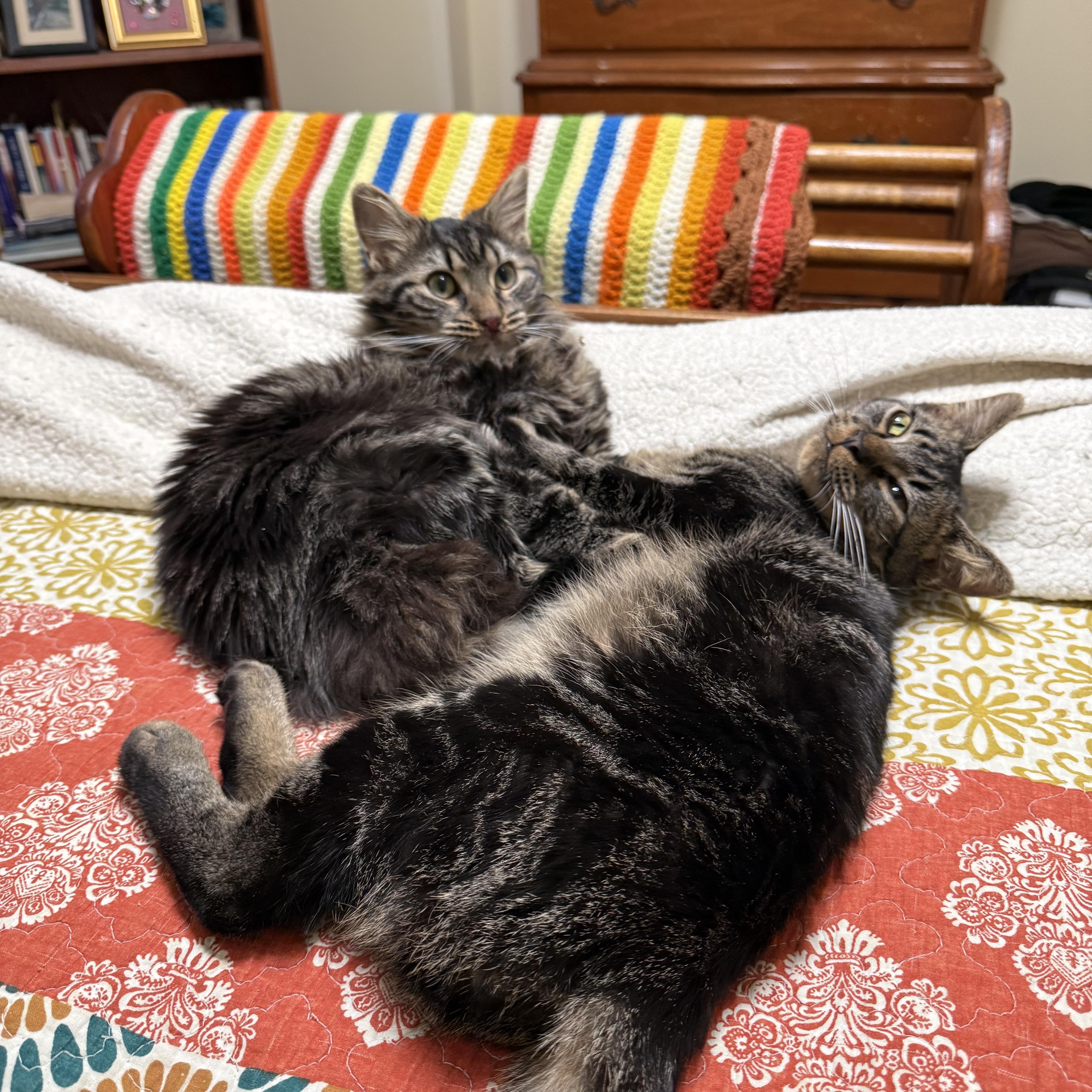 Jake 'n Artemis-New Best Friends, a Adoptable Domestic Medium Hair in Arlington, VA image 2/6