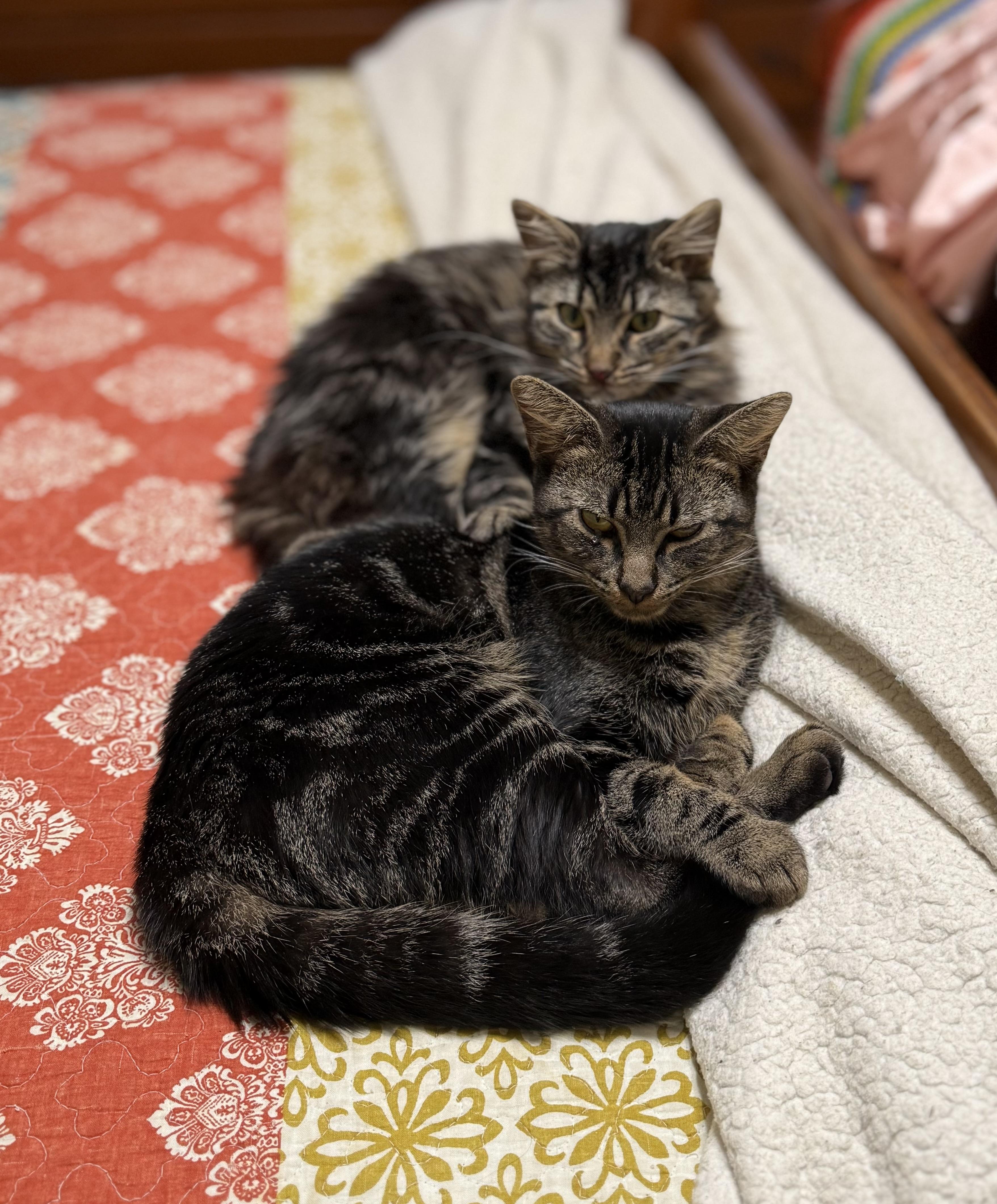 Jake 'n Artemis-New Best Friends, Adoptable, Young Male Domestic Medium Hair.