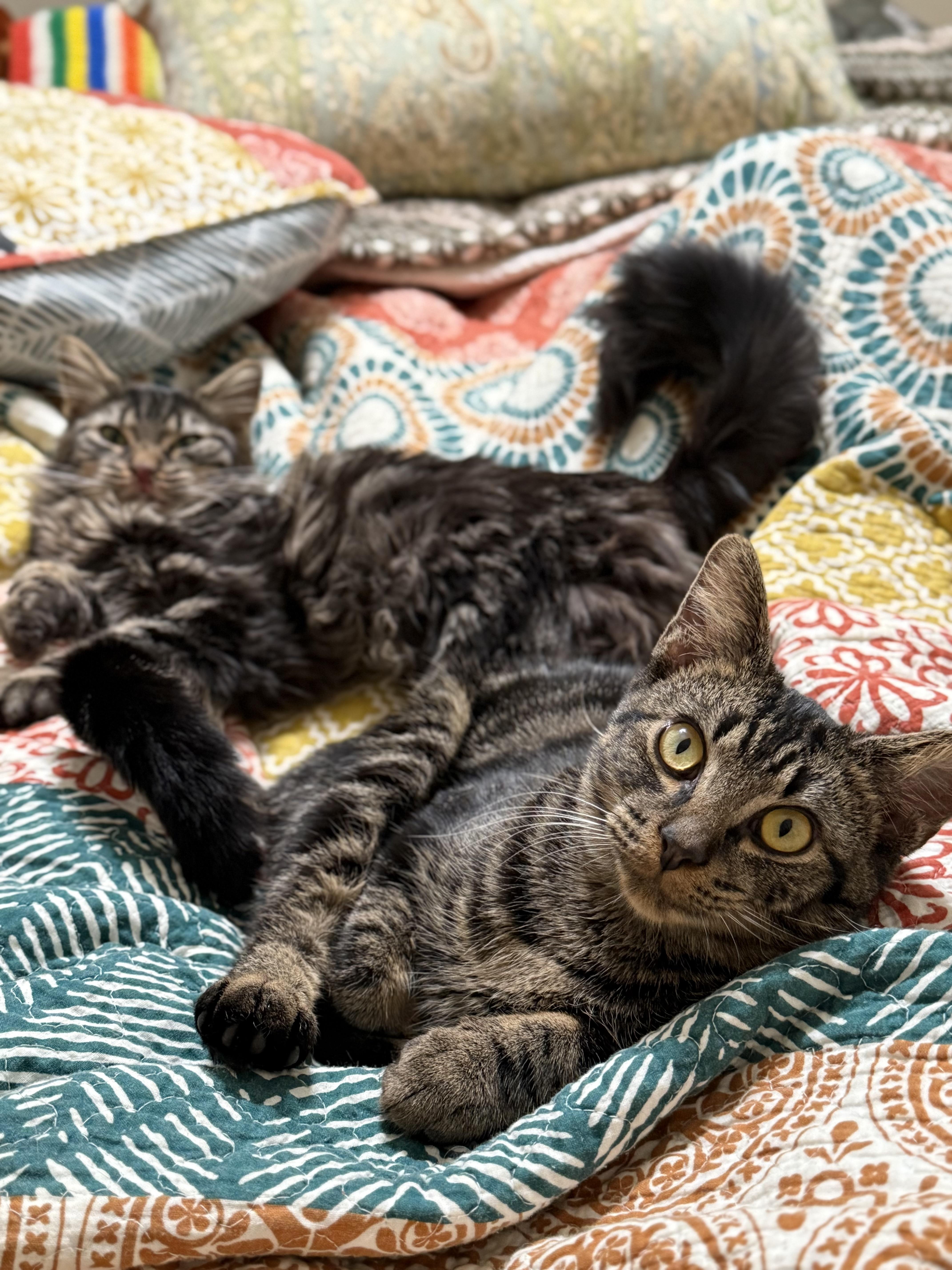 Jake 'n Artemis-New Best Friends, a Adoptable Domestic Medium Hair in Arlington, VA image 3/6