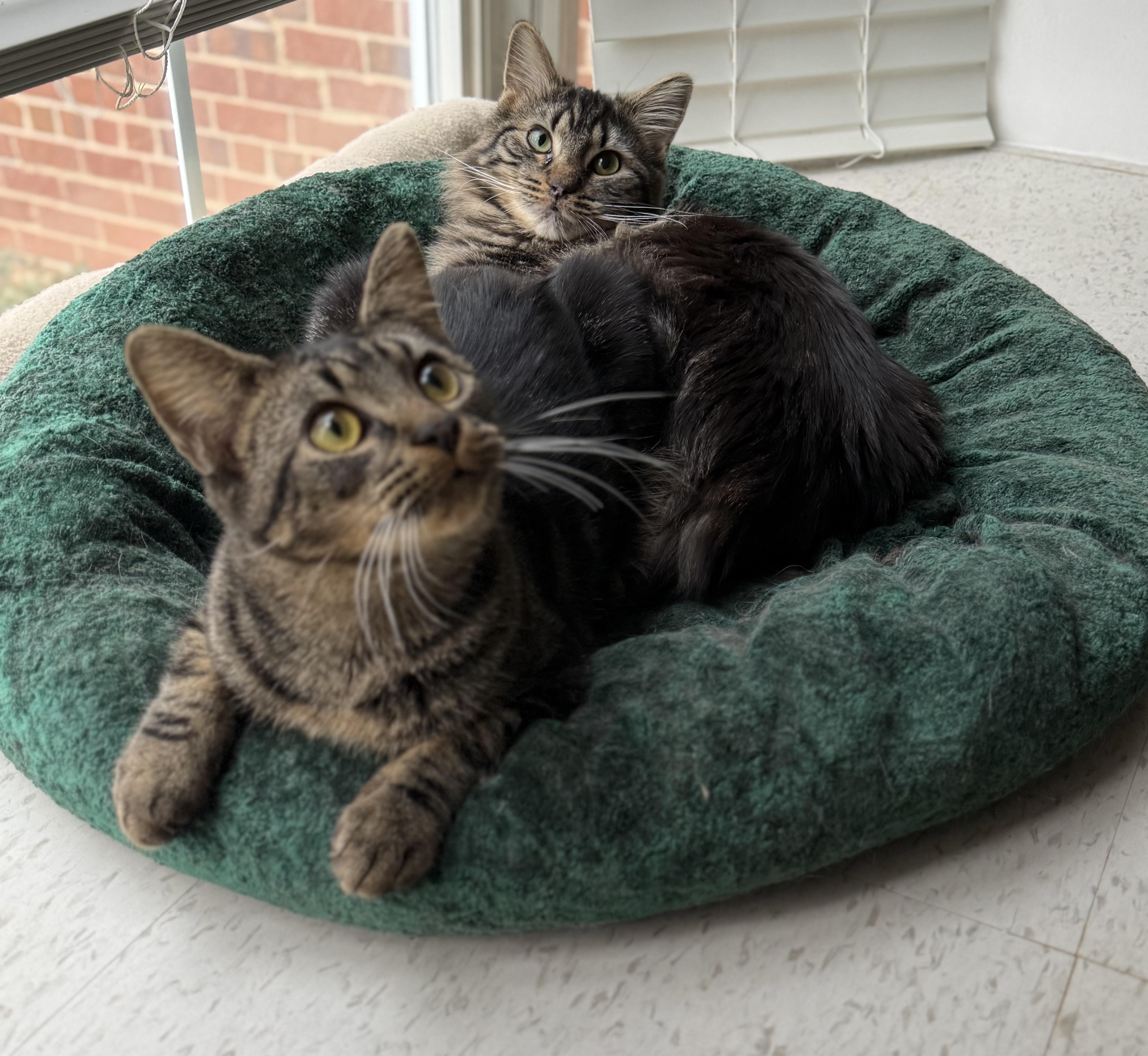 Jake 'n Artemis-New Best Friends, Adoptable, Young Male Domestic Medium Hair.