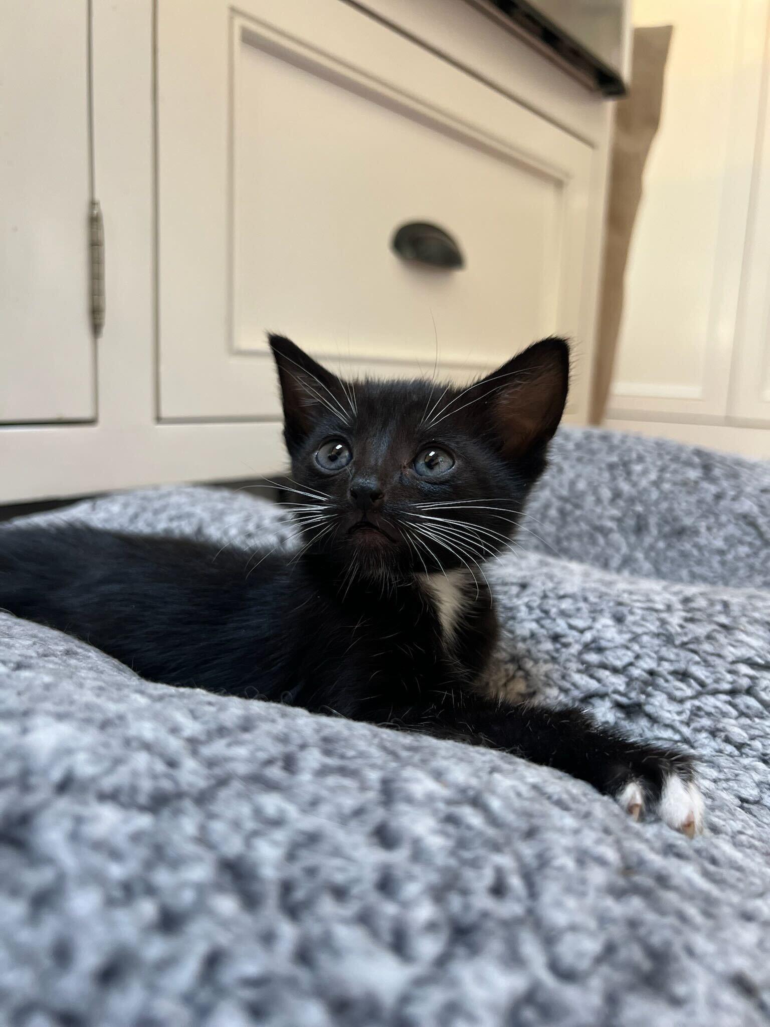 Enlarge Crumbl, a ADOPTABLE American Shorthair in Santa Monica, CA image 3/6