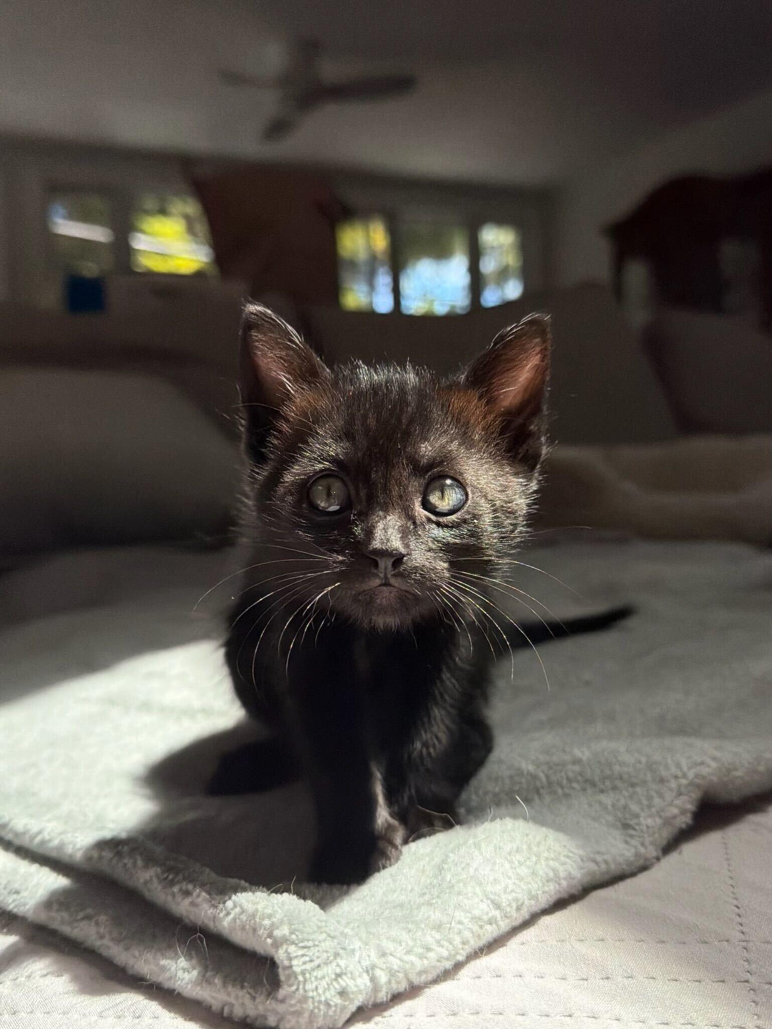 Enlarge Crumbl, a ADOPTABLE American Shorthair in Santa Monica, CA image 4/6