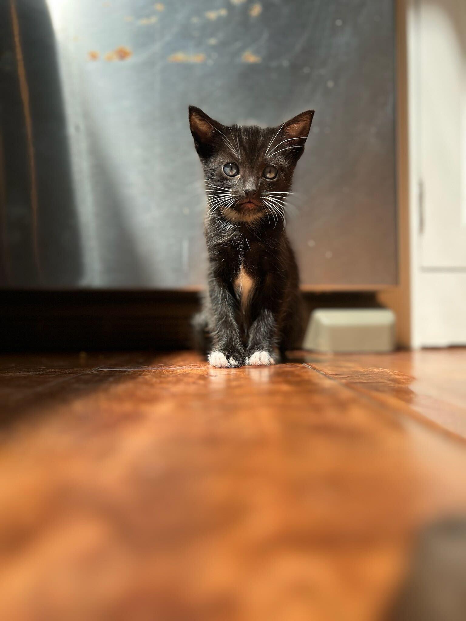Enlarge Crumbl, a ADOPTABLE American Shorthair in Santa Monica, CA image 5/6