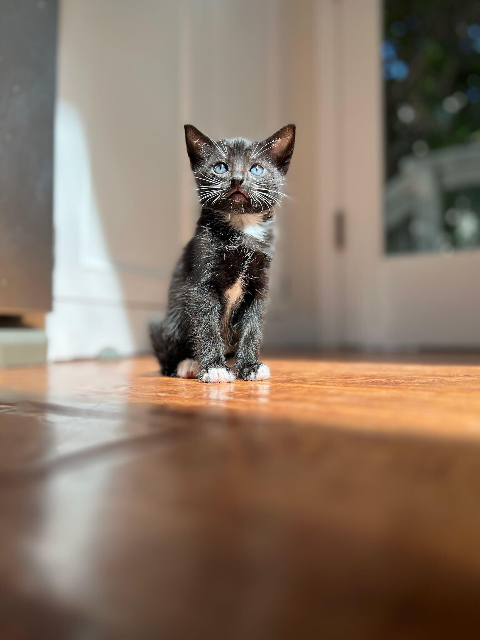 Enlarge Crumbl, a ADOPTABLE American Shorthair in Santa Monica, CA image 6/6