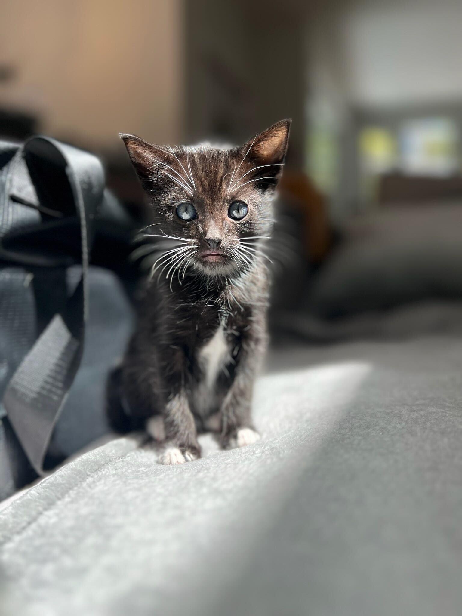Enlarge Crumbl, a ADOPTABLE American Shorthair in Santa Monica, CA image 2/6