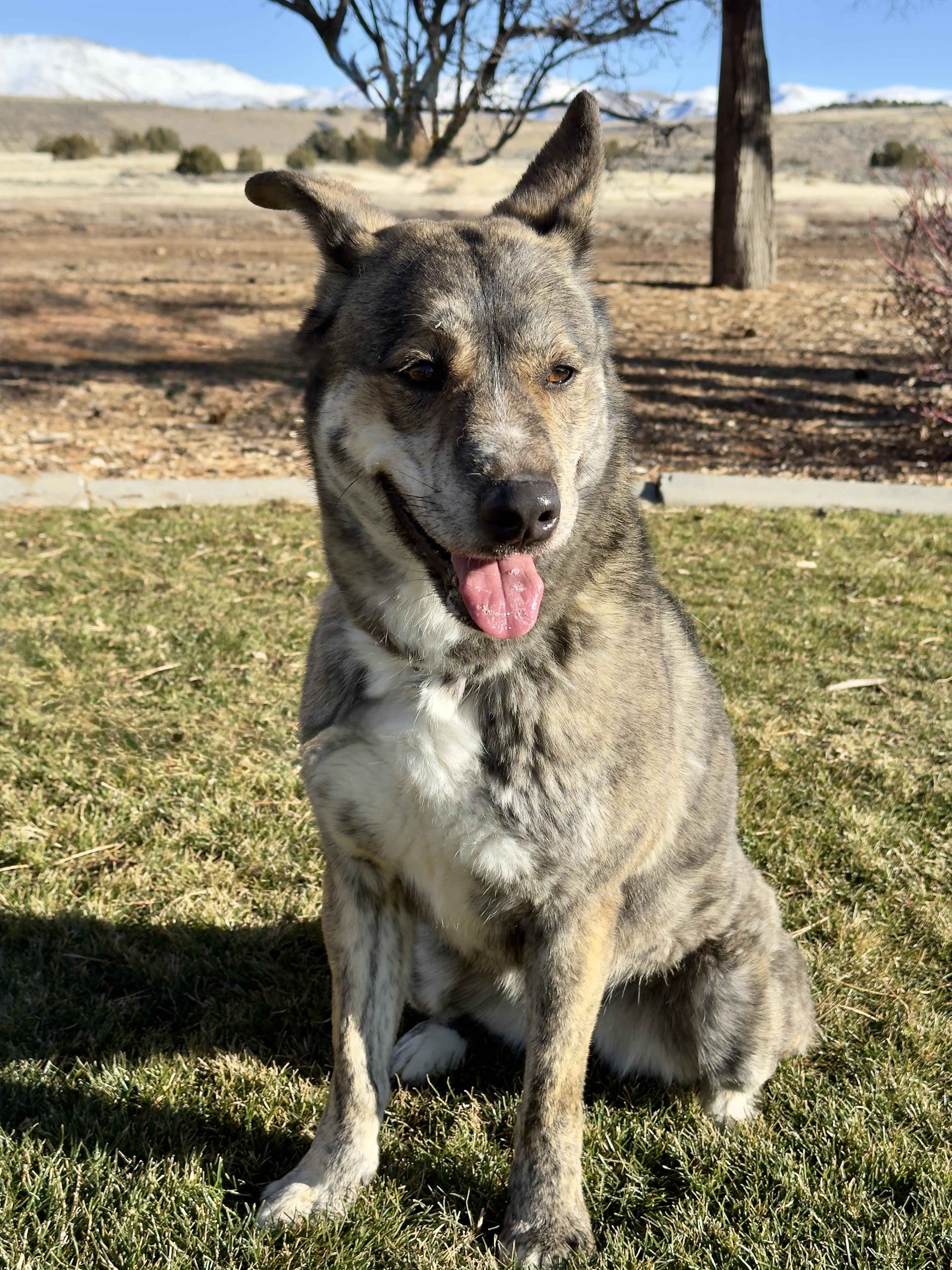 Enlarge Sage, a ADOPTABLE mixed breed in Gardnerville, NV image 1/1