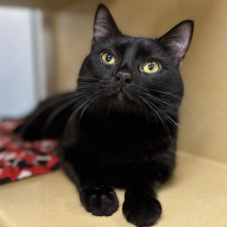 Berry, Adoptable, Young Male Domestic Short Hair.
