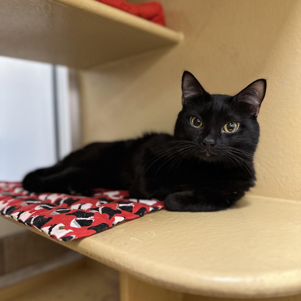 Enlarge Berry, a Adoptable Domestic Short Hair in Spokane, WA image 2/6