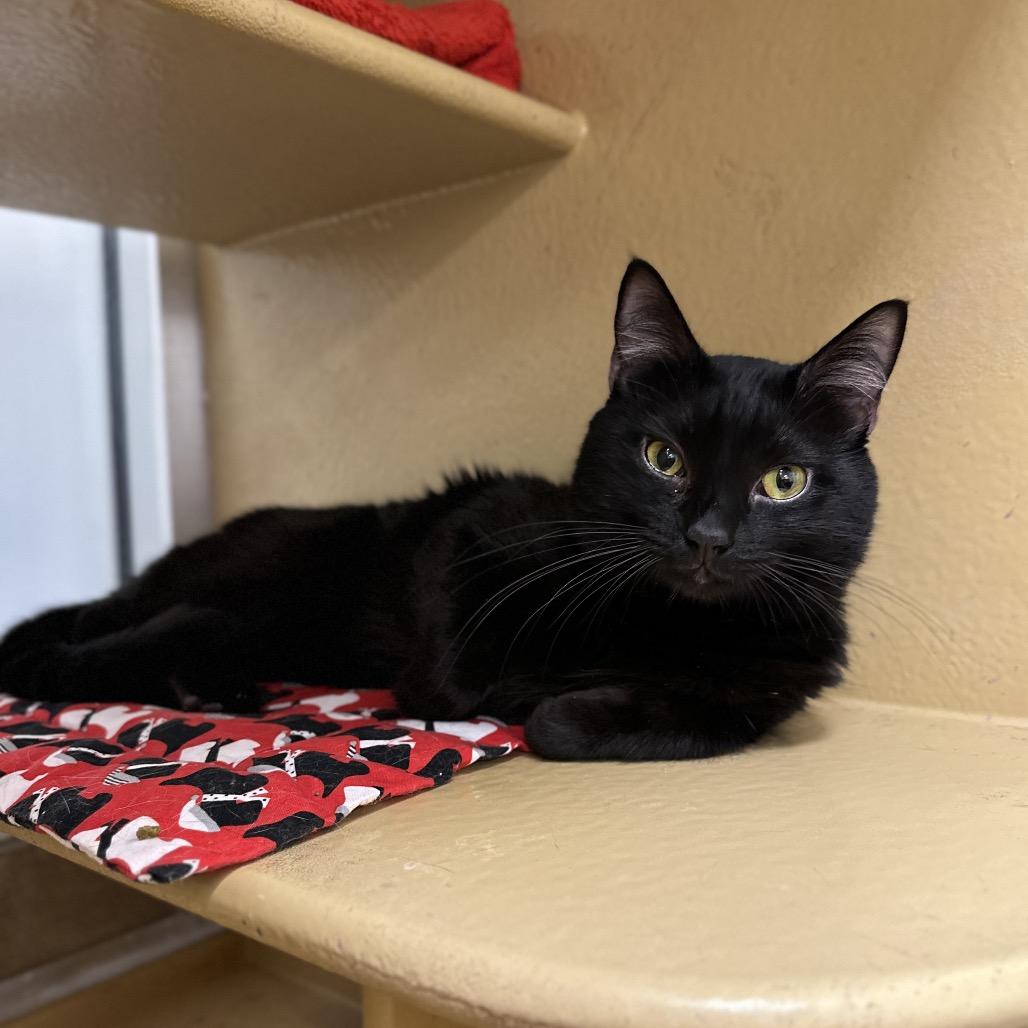 Enlarge Berry, a Adoptable Domestic Short Hair in Spokane, WA image 3/6