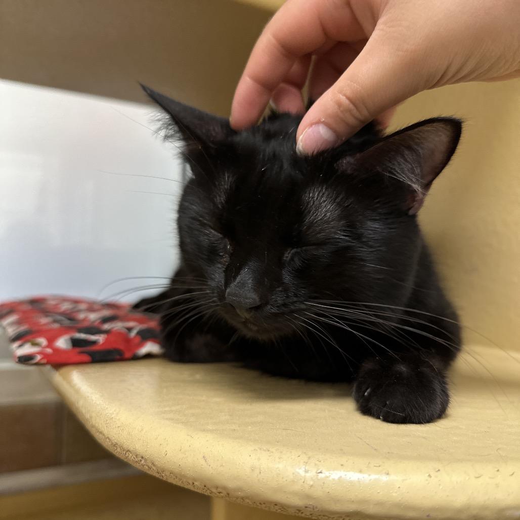 Enlarge Berry, a Adoptable Domestic Short Hair in Spokane, WA image 4/6