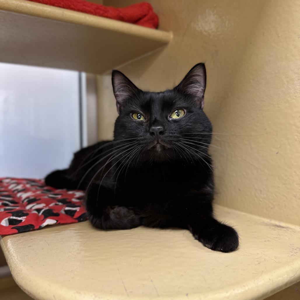 Enlarge Berry, a Adoptable Domestic Short Hair in Spokane, WA image 5/6