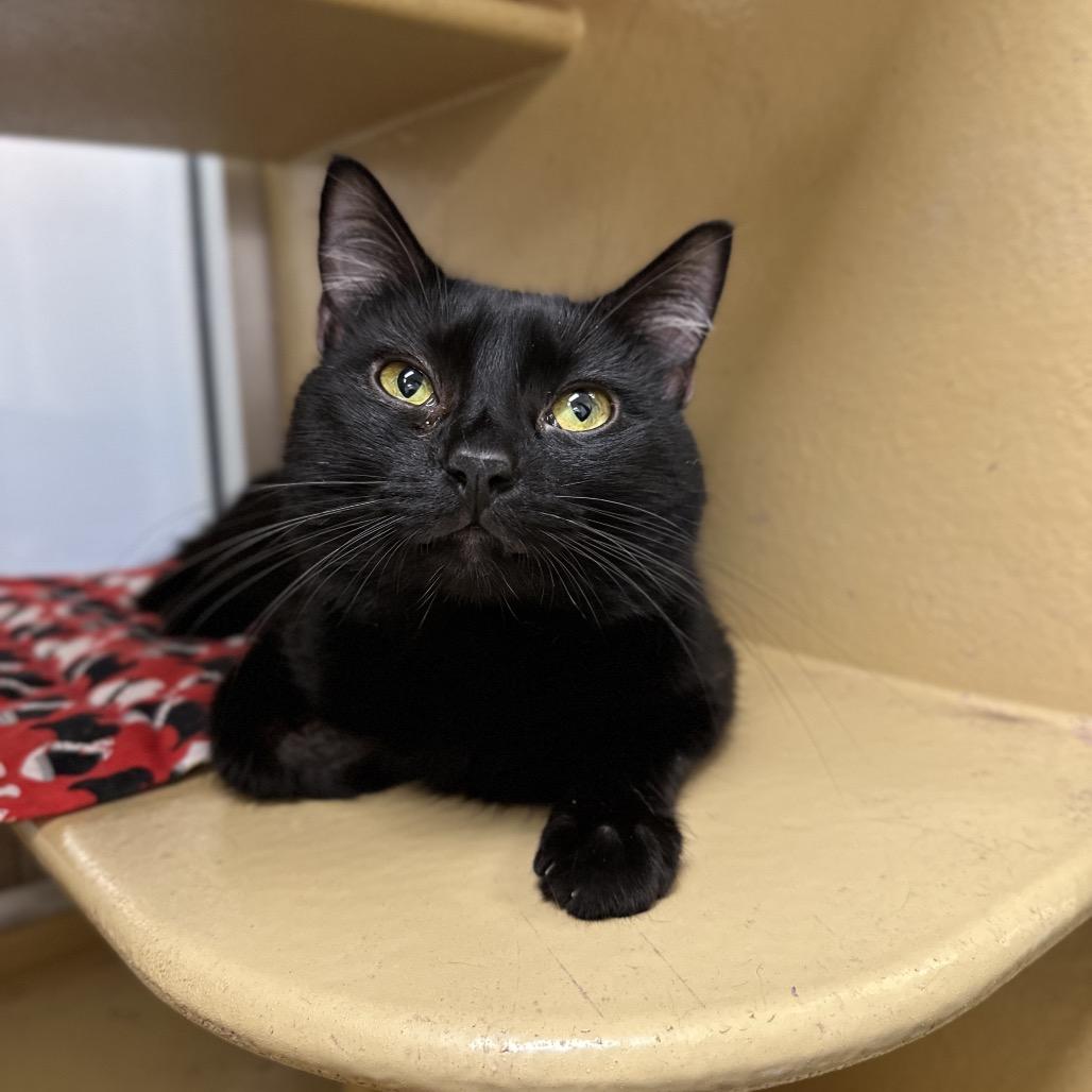 Enlarge Berry, a Adoptable Domestic Short Hair in Spokane, WA image 6/6