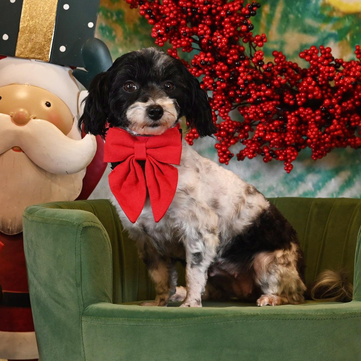 Chikis, ADOPTABLE, Adult Female Shih Tzu & Maltese.