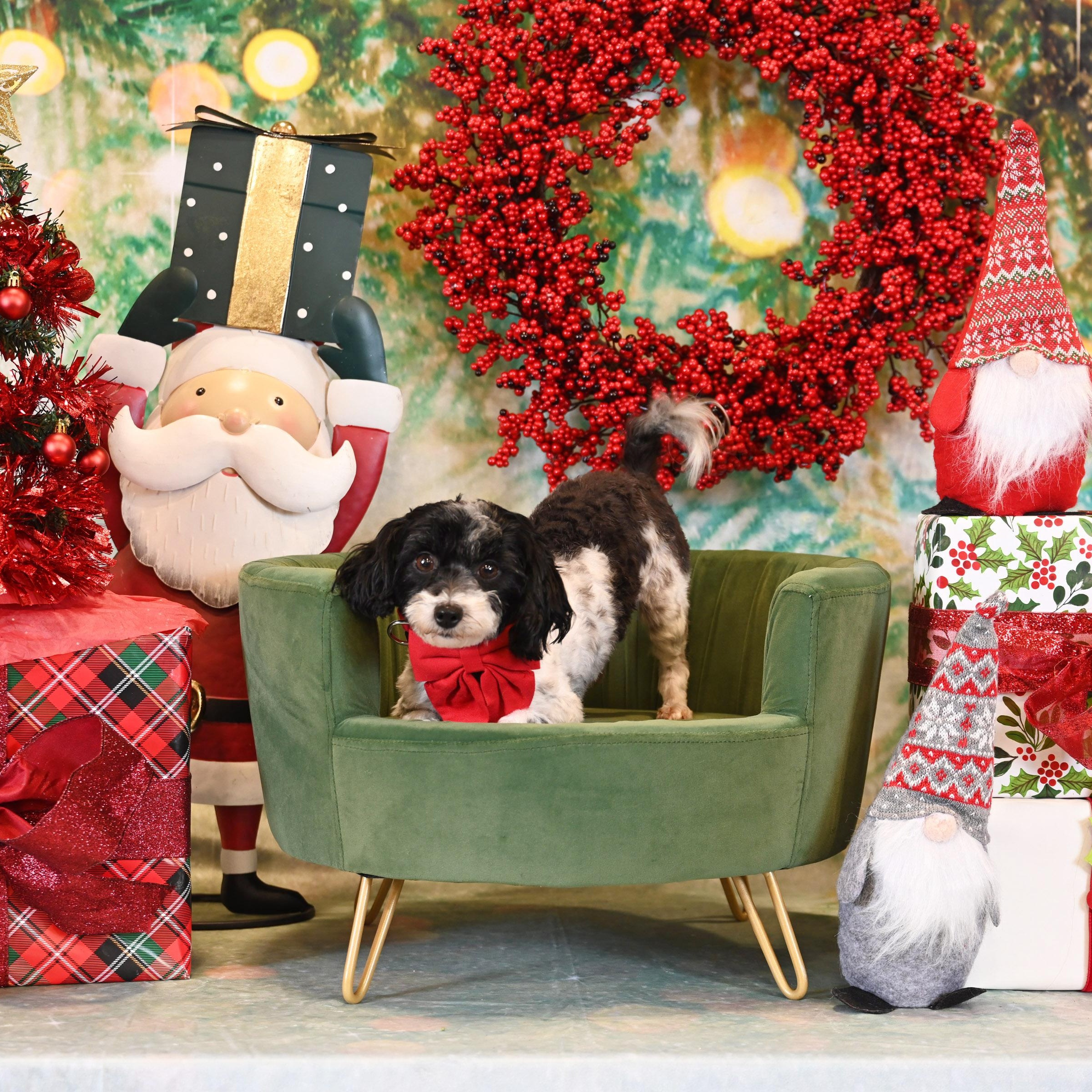 Enlarge Chikis, a ADOPTABLE mixed breed in Salinas, CA image 2/2