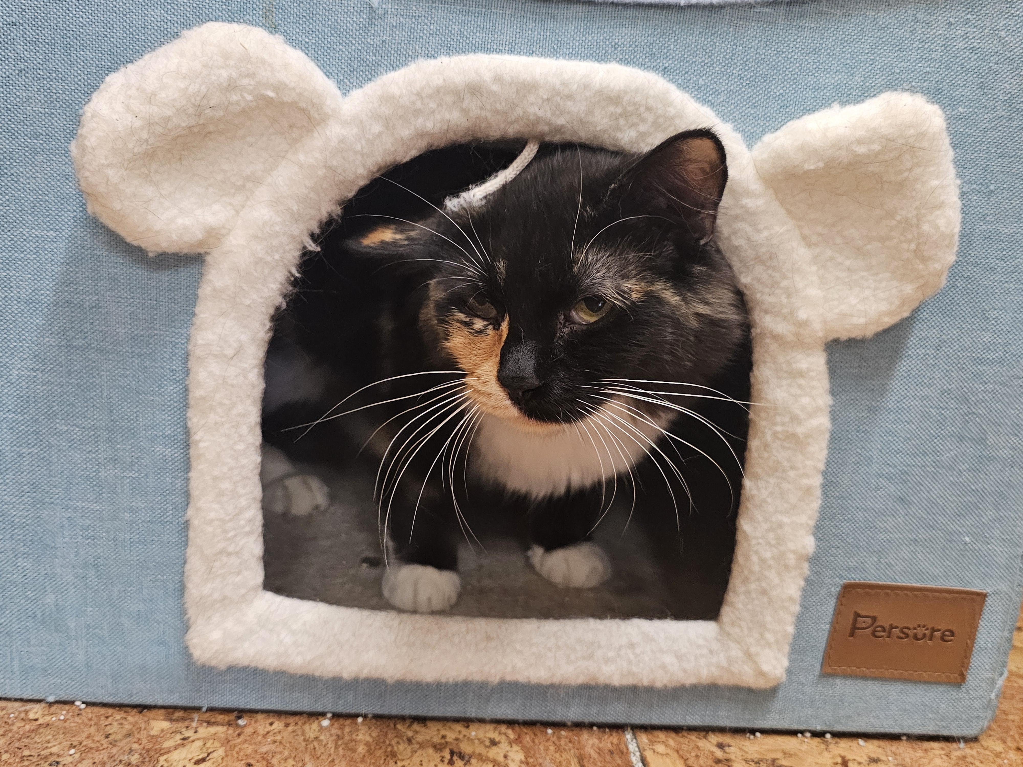 Jubilee, an adopted Calico in Richmond, VA image 2/4