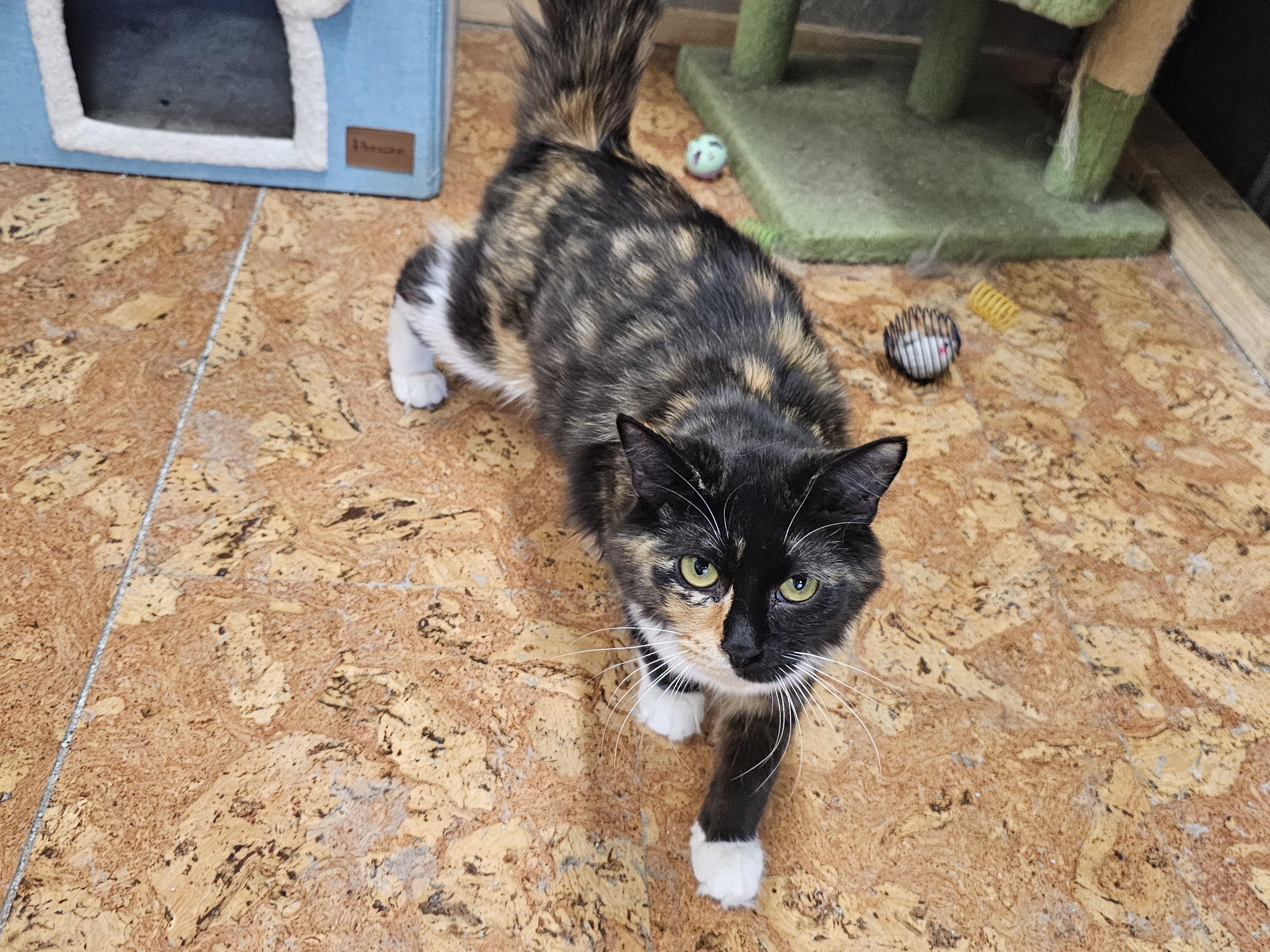 Jubilee, an adopted Calico in Richmond, VA image 3/4