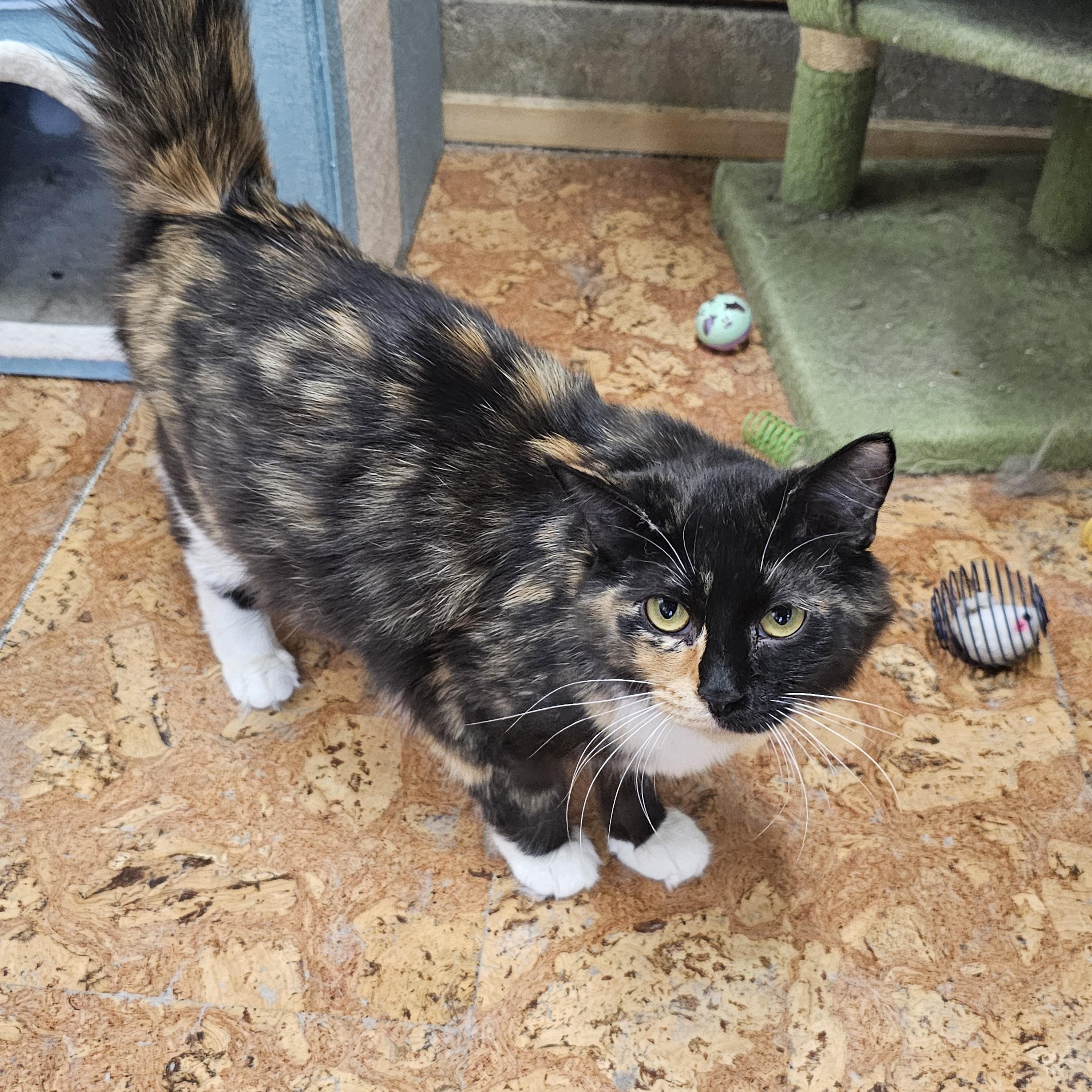 Jubilee, an adopted Calico in Richmond, VA image 1/4