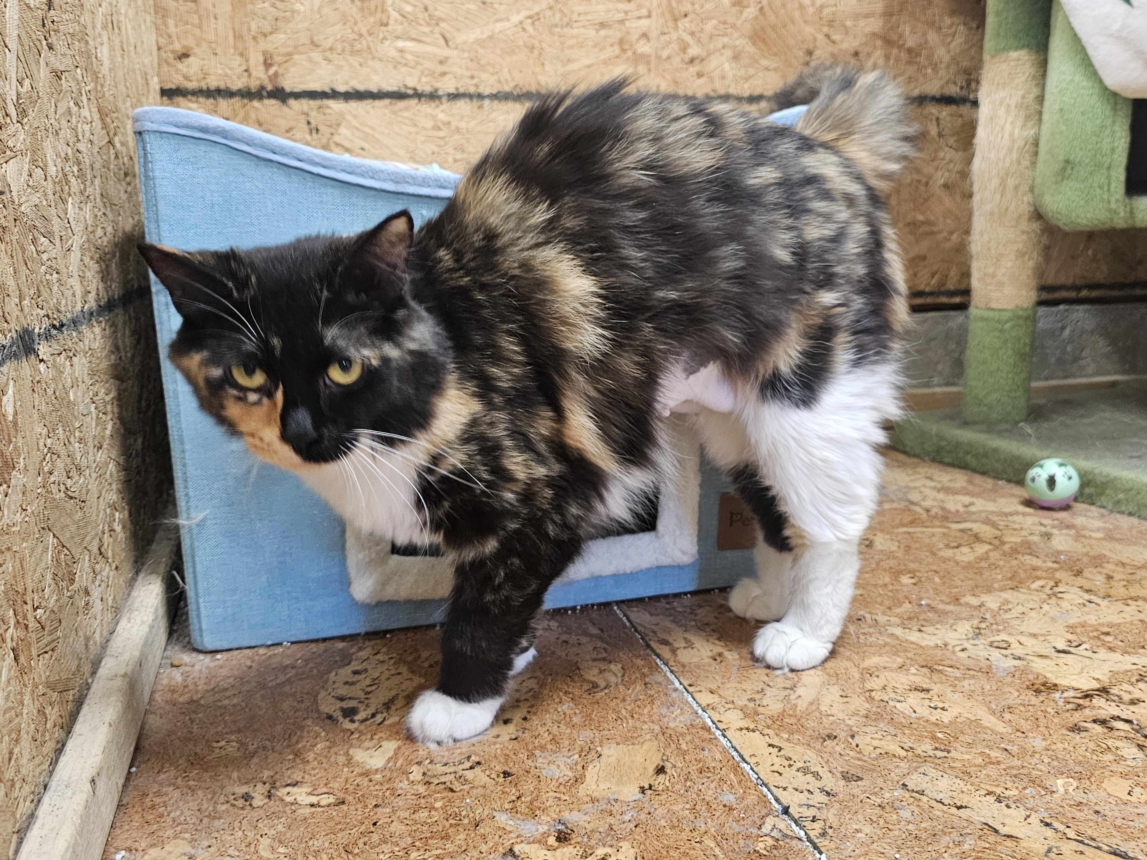 Jubilee, an adopted Calico in Richmond, VA image 4/4