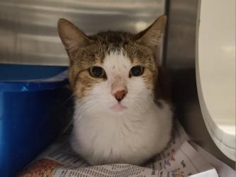 Angel Fish, Adoptable, Adult Male Domestic Short Hair & Domestic Short Hair.