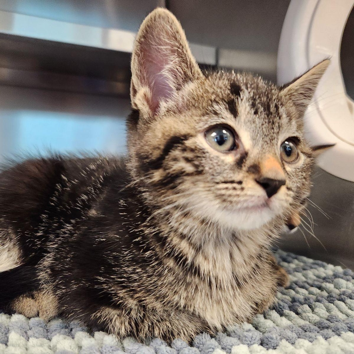 Cedar, a ADOPTABLE Domestic Short Hair in Liberty, MO image 5/5