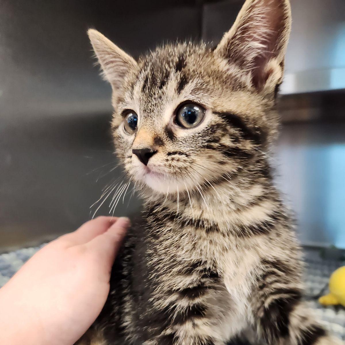 Cedar, a ADOPTABLE Domestic Short Hair in Liberty, MO image 3/5