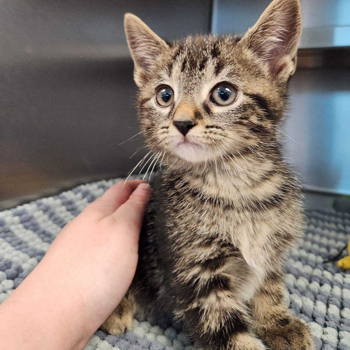 Cedar, a ADOPTABLE Domestic Short Hair in Liberty, MO image 4/5