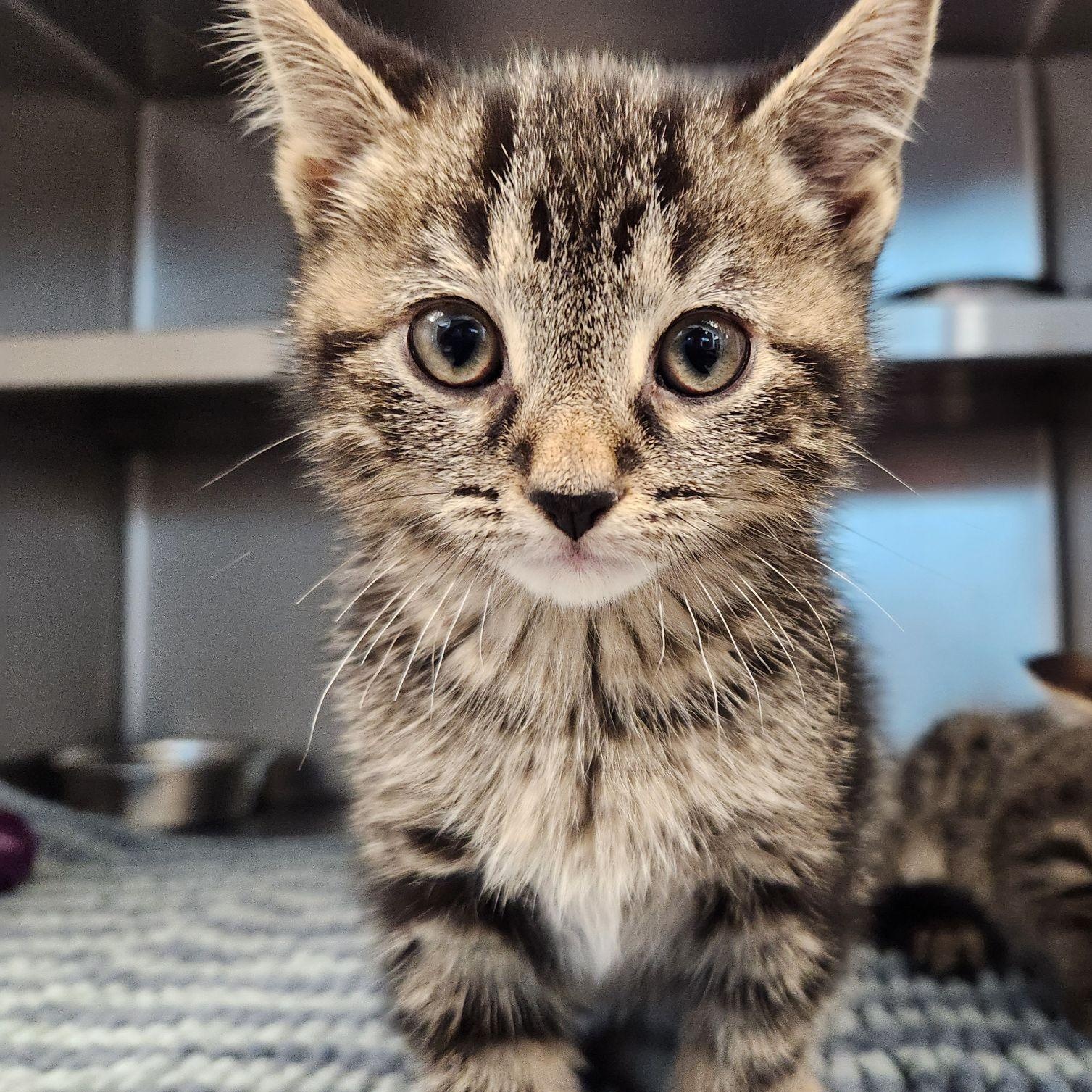 Cedar, a ADOPTABLE Domestic Short Hair in Liberty, MO image 1/5