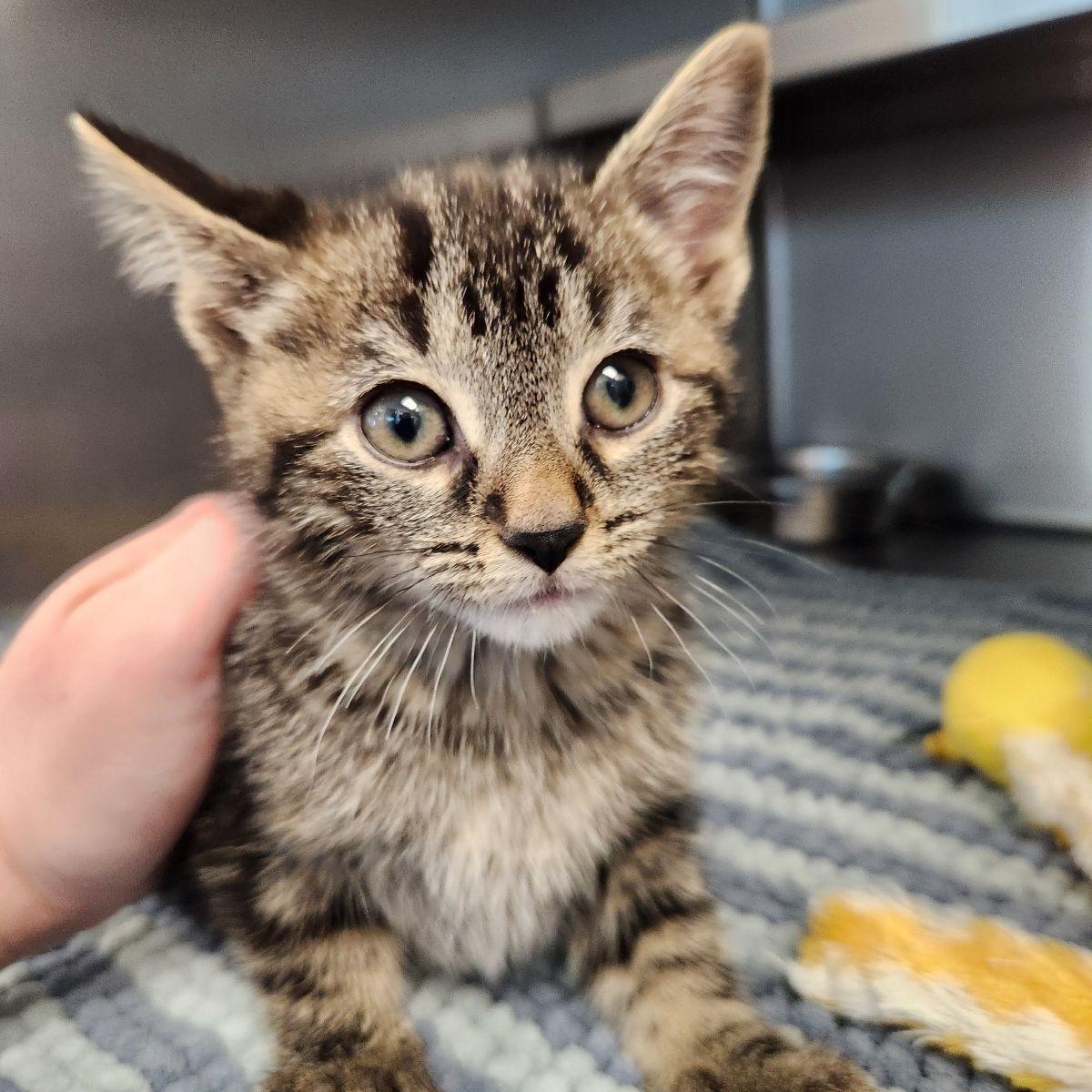 Cedar, a ADOPTABLE Domestic Short Hair in Liberty, MO image 2/5