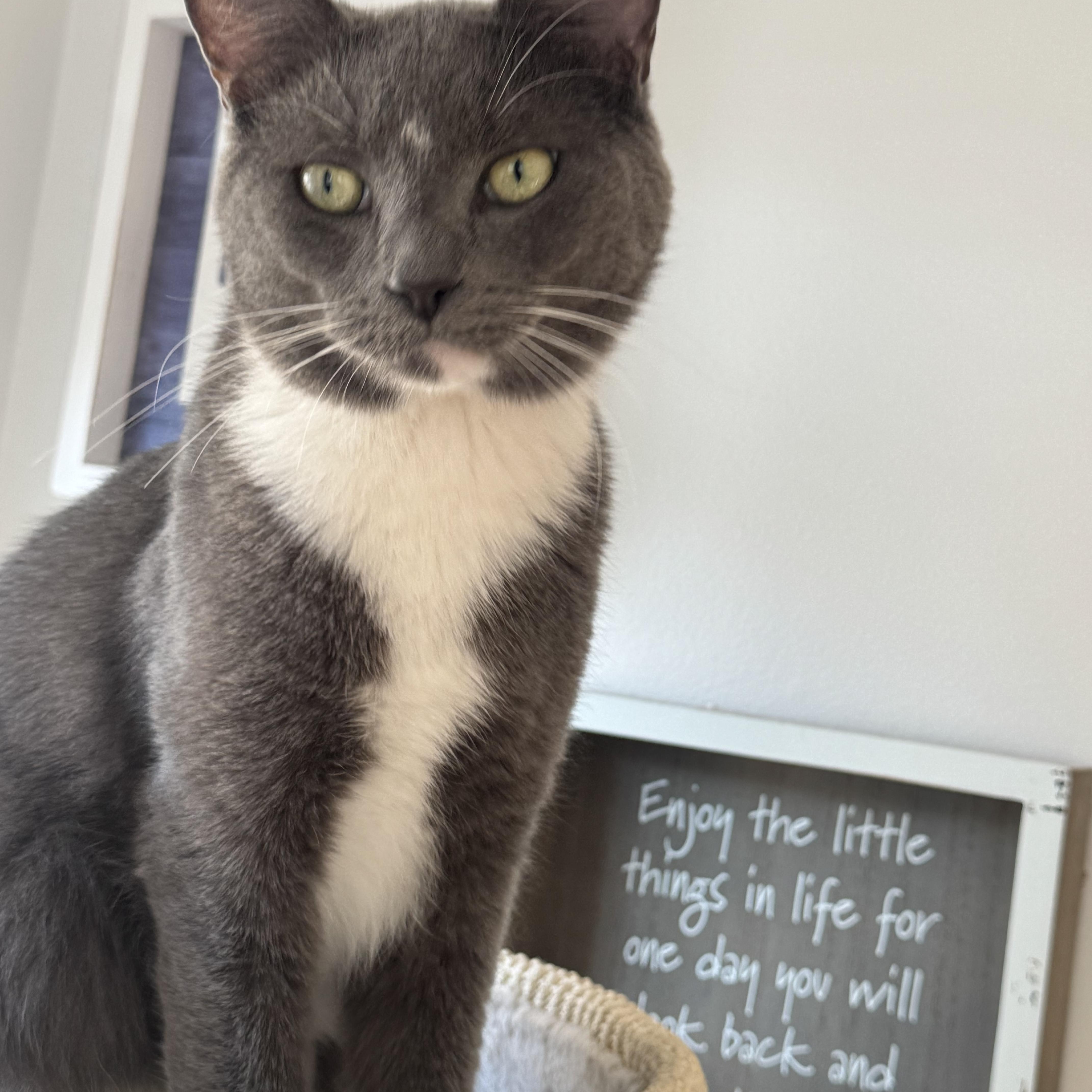 Enlarge Tom, a Adoptable Domestic Short Hair in Charlotte, NC image 2/5