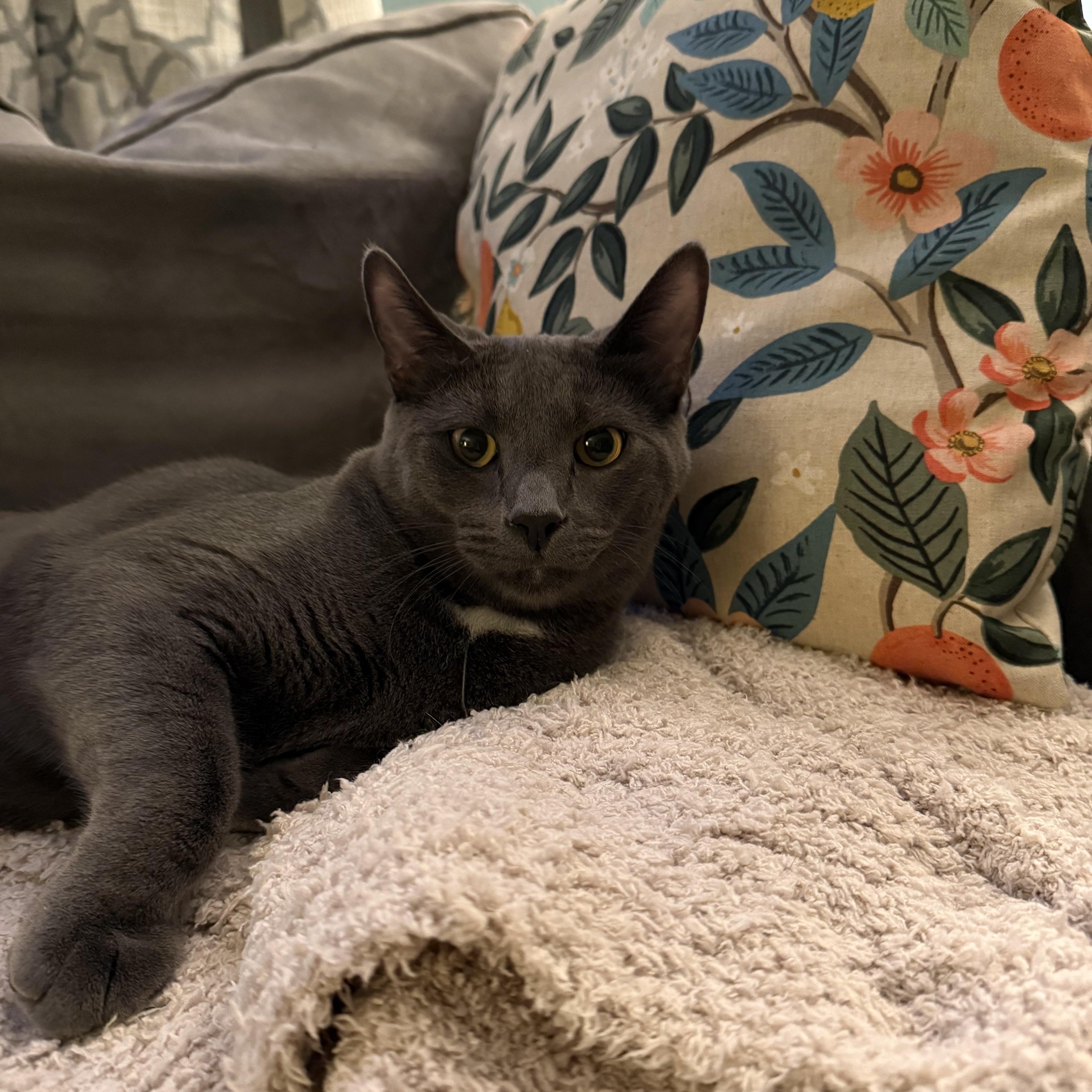 Sprout (Bonded Pair with brother Frankie), a Adoptable Domestic Short Hair in South Euclid, OH image 4/5