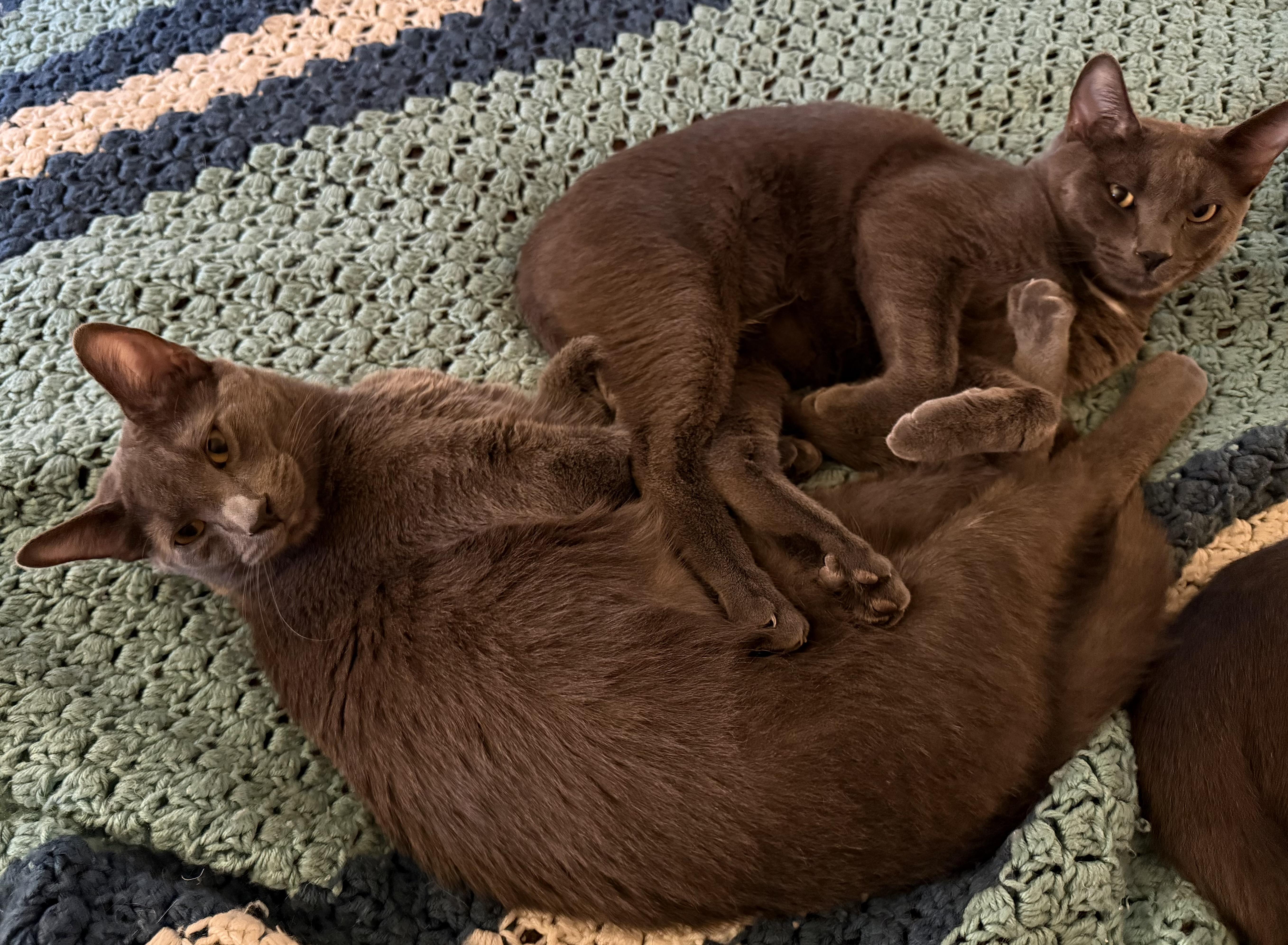 Sprout (Bonded Pair with brother Frankie), a Adoptable Domestic Short Hair in South Euclid, OH image 3/5