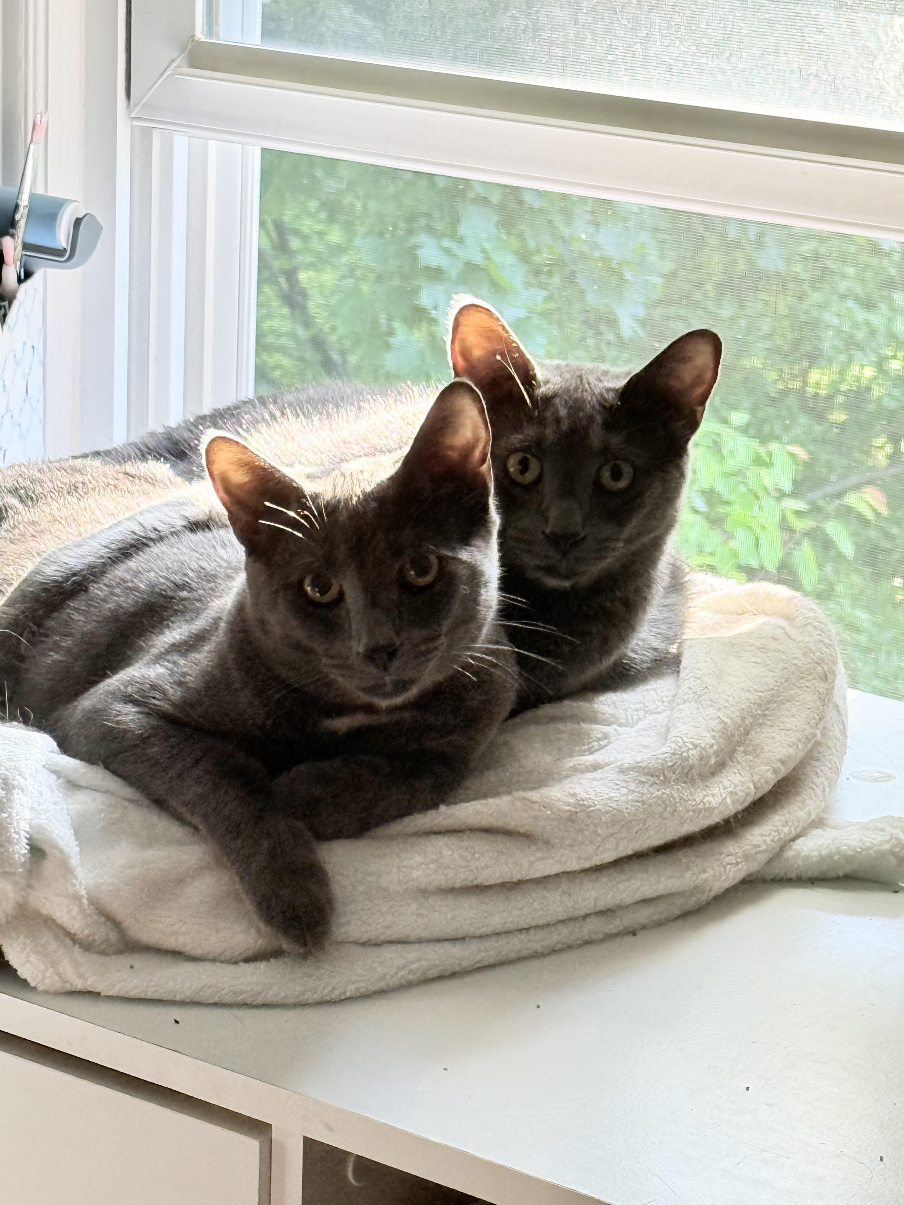 Sprout (Bonded Pair with brother Frankie), a Adoptable Domestic Short Hair in South Euclid, OH image 5/5