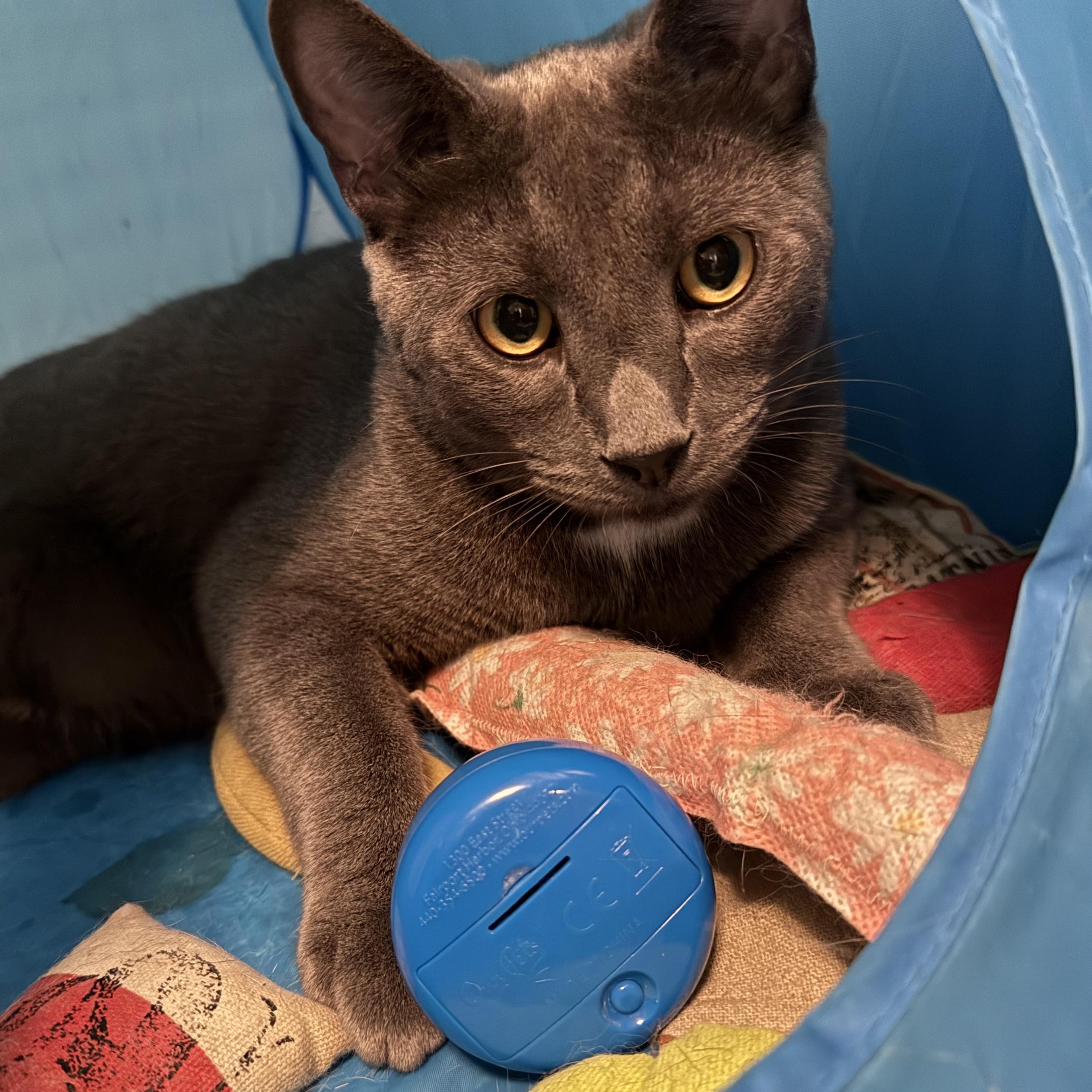 Sprout (Bonded Pair with brother Frankie), a Adoptable Domestic Short Hair in South Euclid, OH image 2/5
