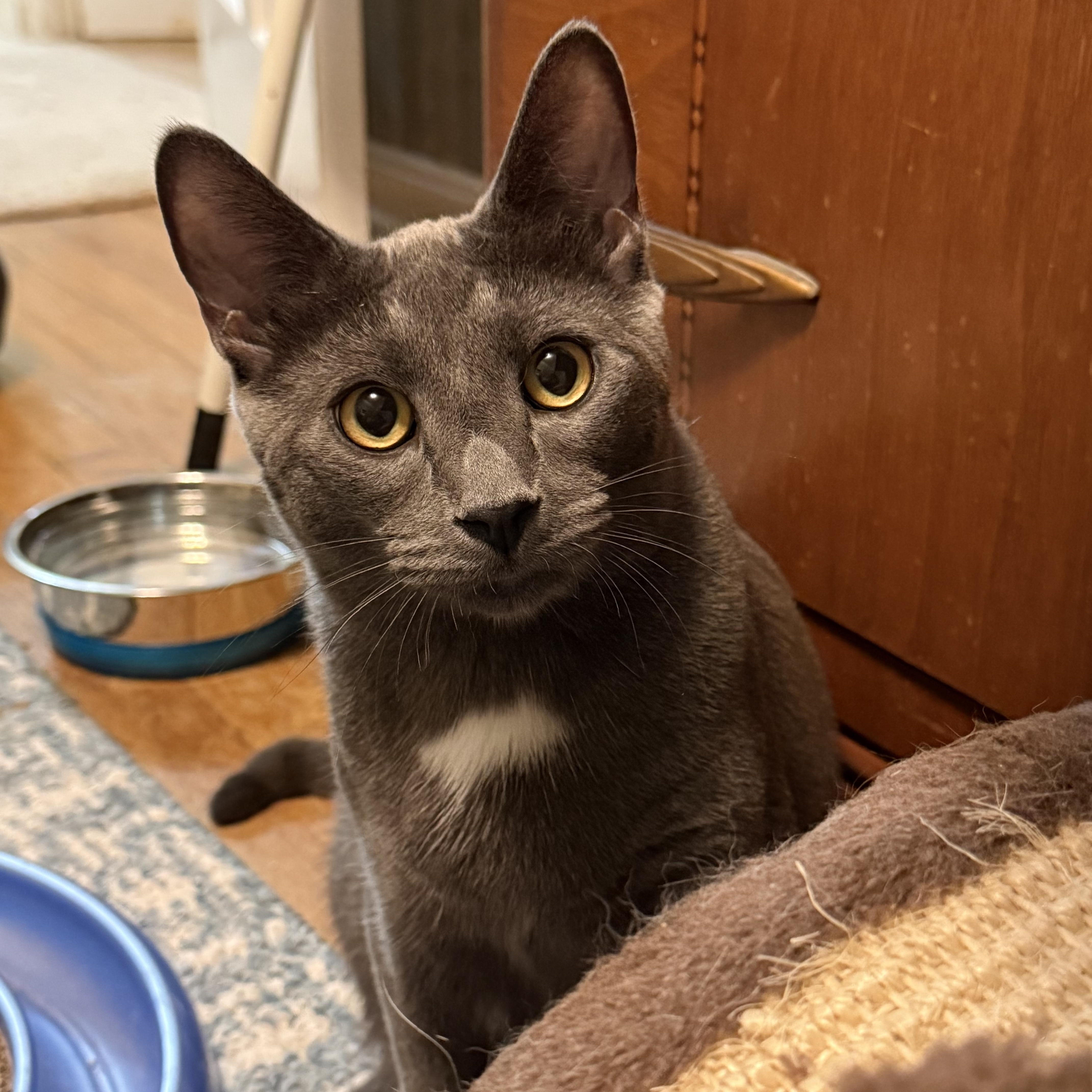 Sprout (Bonded Pair with brother Frankie), a Adoptable Domestic Short Hair in South Euclid, OH image 1/5
