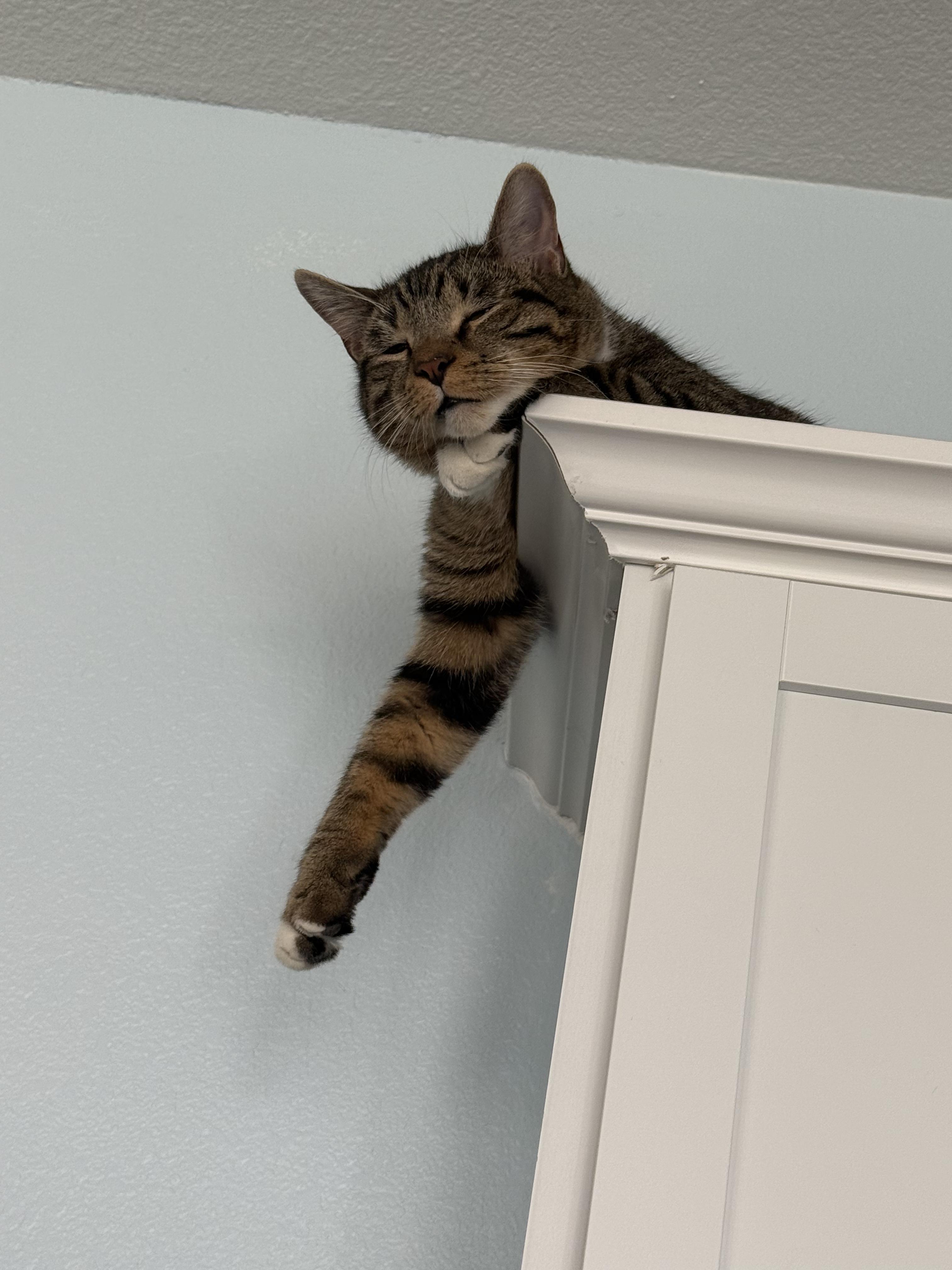 Enlarge Elton, a Adopted Domestic Short Hair in Southlake, TX image 3/5