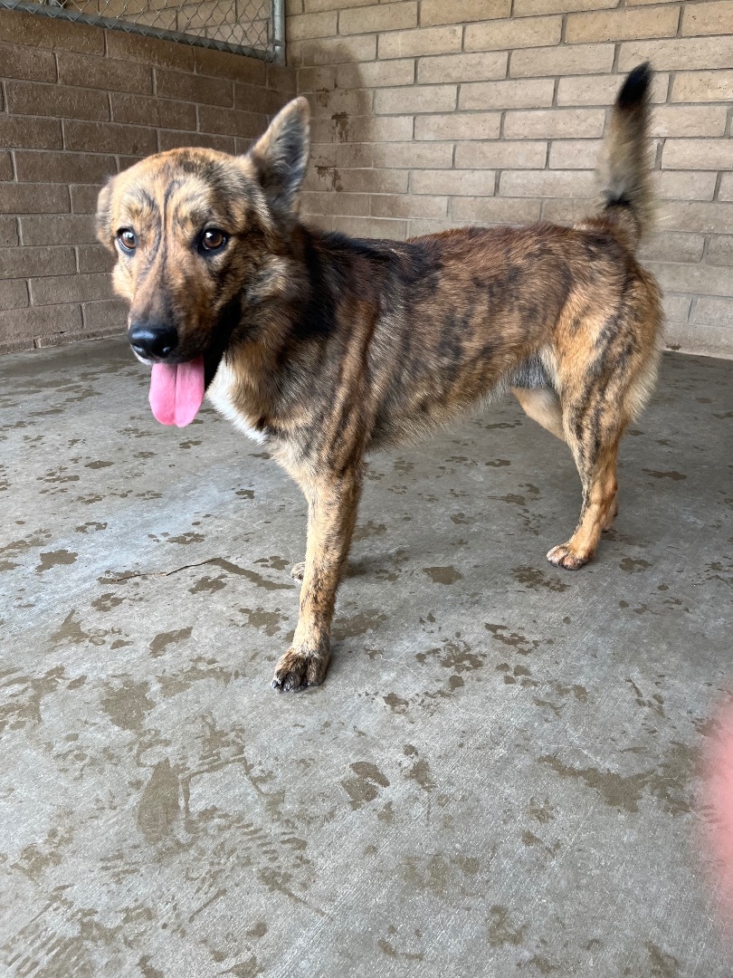 Enlarge Joey (bonded with Simone), a Adoptable mixed breed in Phoenix, AZ image 9/12