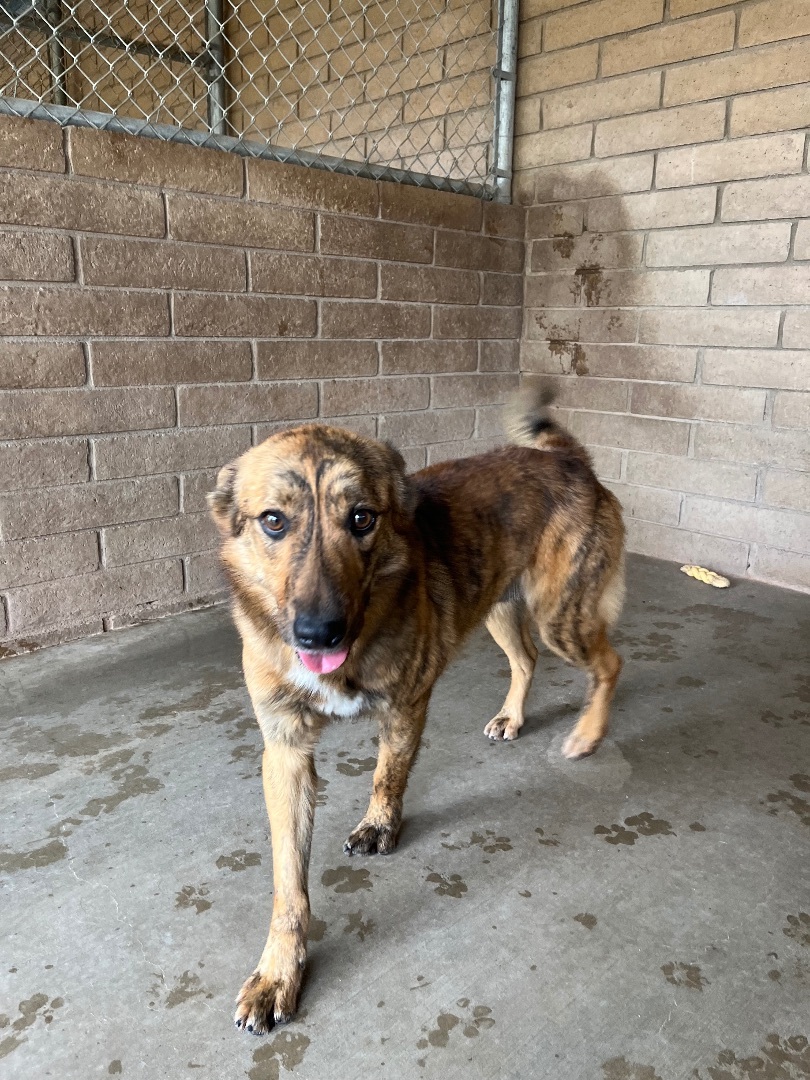 Enlarge Joey (bonded with Simone), a Adoptable mixed breed in Phoenix, AZ image 10/12