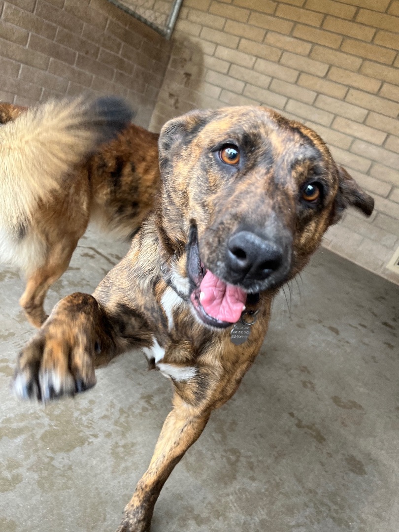 Joey (bonded with Simone), a Adoptable mixed breed in Phoenix, AZ image 1/12