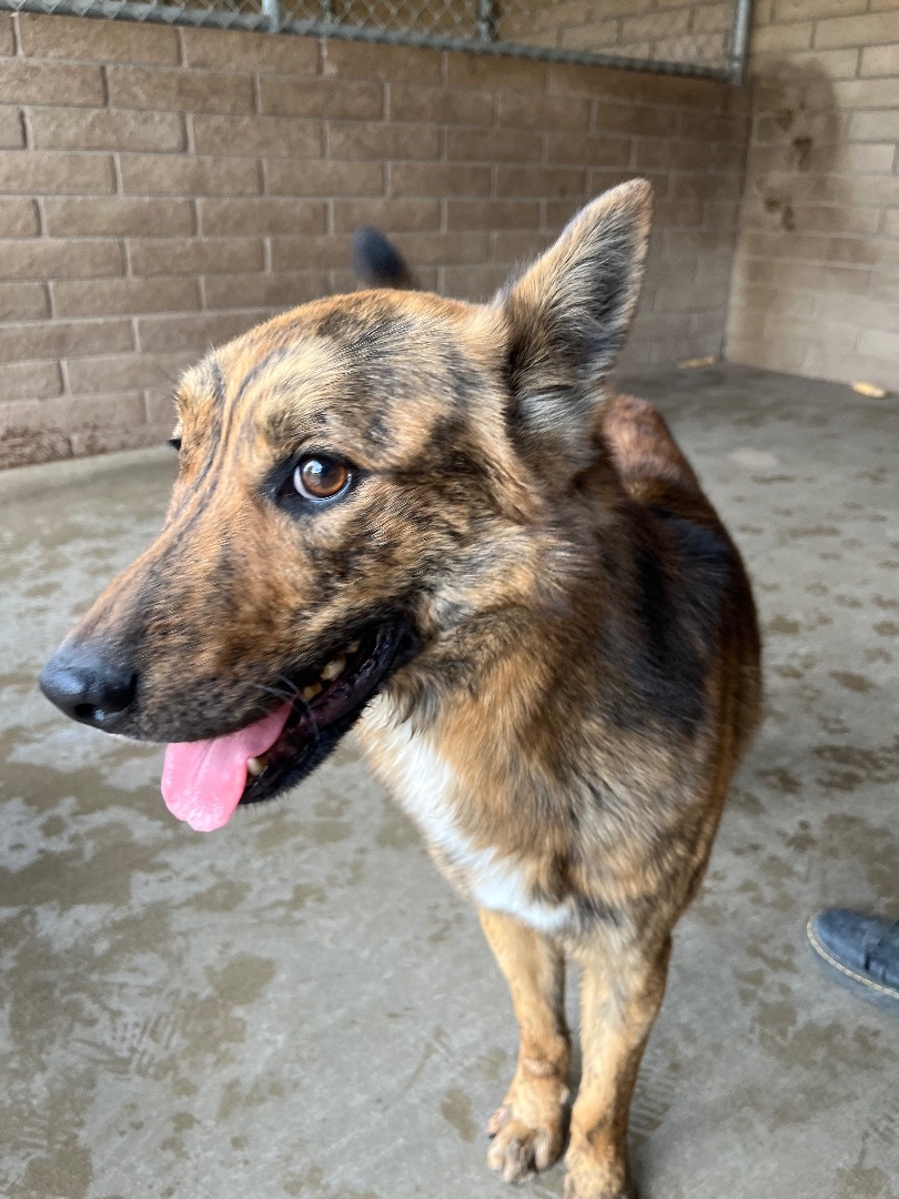 Enlarge Joey (bonded with Simone), a Adoptable mixed breed in Phoenix, AZ image 11/12