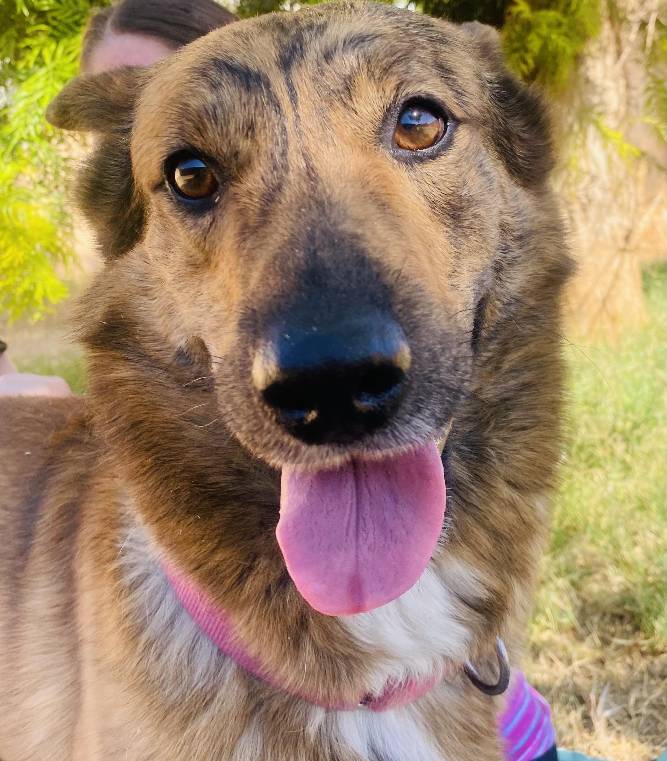 Joey (bonded with Simone), Adoptable, Young Male Labrador Retriever & Shepherd.