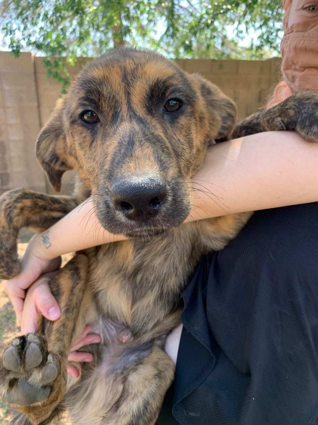 Enlarge Joey (bonded with Simone), a Adoptable mixed breed in Phoenix, AZ image 12/12