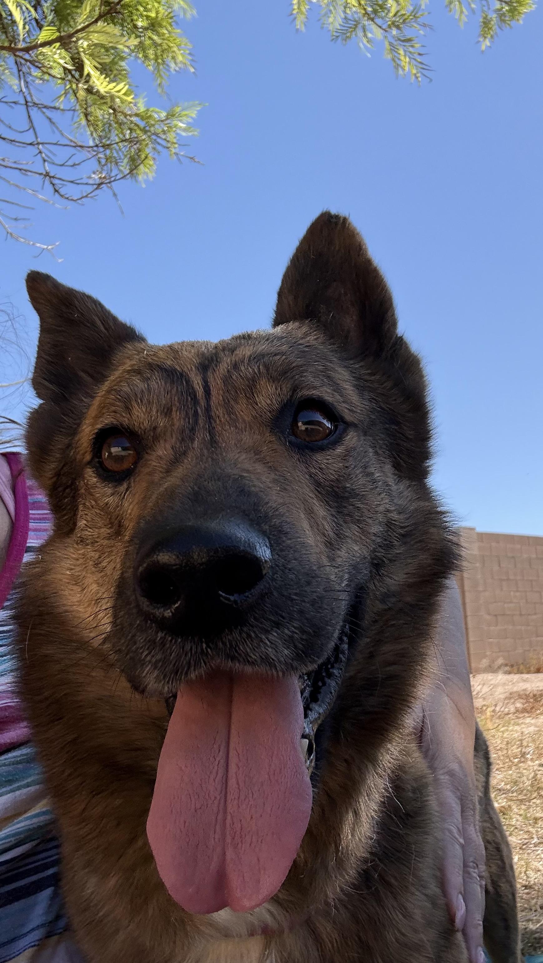 Joey (bonded with Simone), a Adoptable mixed breed in Phoenix, AZ image 3/6