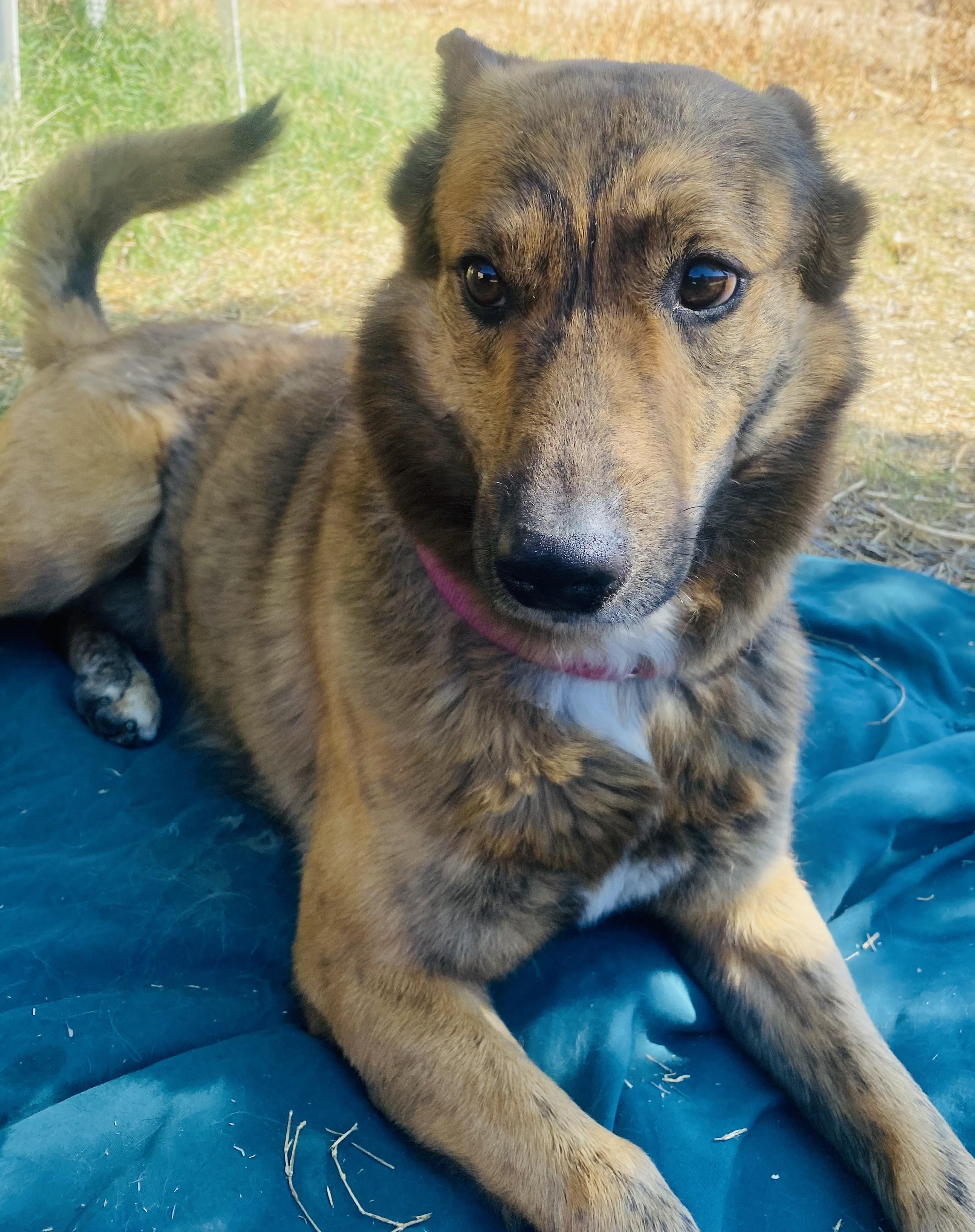 Joey (bonded with Simone), a Adoptable mixed breed in Phoenix, AZ image 6/6