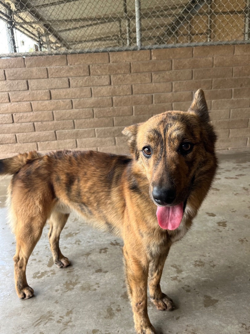 Joey (bonded with Simone), a Adoptable mixed breed in Phoenix, AZ image 2/12