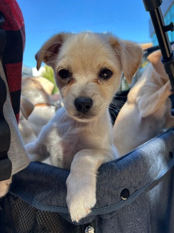 Gloria, Adoptable, Puppy Female Mixed Breed & Maltese.