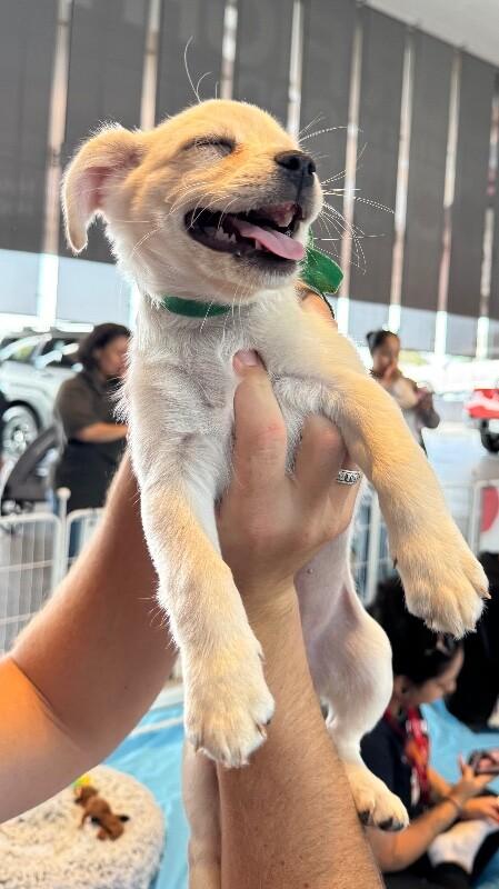 Enlarge Gloria, a Adoptable mixed breed in Van Nuys, CA image 2/6