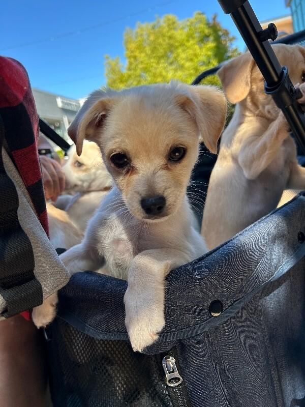 Enlarge Gloria, a Adoptable mixed breed in Van Nuys, CA image 4/6