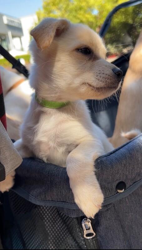 Enlarge Gloria, a Adoptable mixed breed in Van Nuys, CA image 5/6