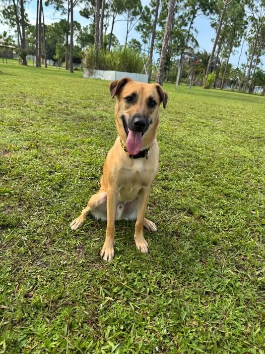 Karlen, Adoptable, Young Male Mixed Breed.