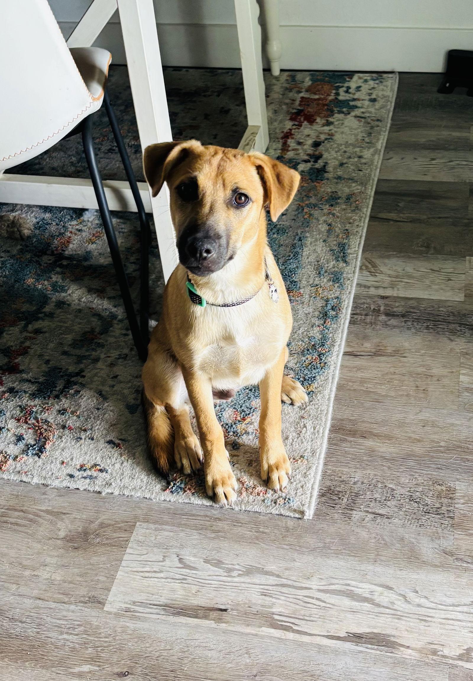 Karlen, a Adoptable Mixed Breed in Naples, FL image 1/3